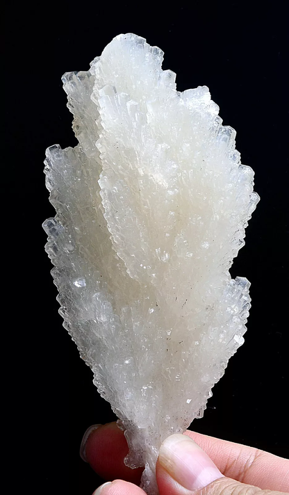 241.g  Natural Fluorescent “Angel Wings” White Calcite Crystal Mineral Specimen