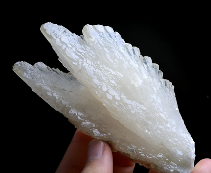 253g Natural Complete “Angel Wings” White Calcite Mineral Specimen/ China