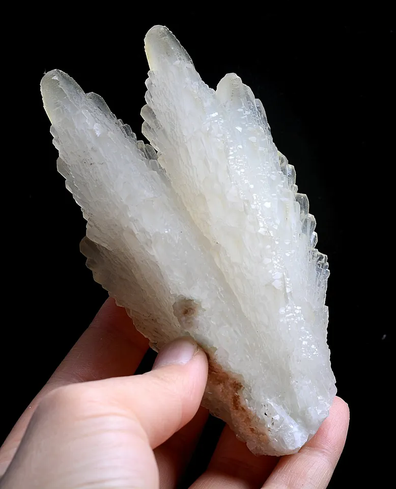 253g Natural Complete “Angel Wings” White Calcite Mineral Specimen/ China