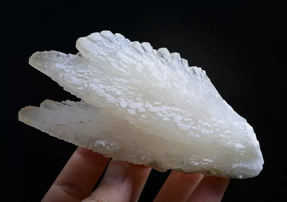 253g Natural Complete “Angel Wings” White Calcite Mineral Specimen/ China