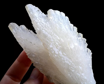 253g Natural Complete “Angel Wings” White Calcite Mineral Specimen/ China