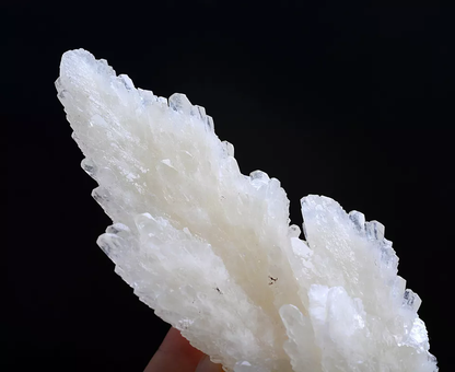 284g Natural Complete “Angel Wings” White Calcite Mineral Specimen/China