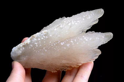 253g Natural Complete “Angel Wings” White Calcite Mineral Specimen/ China