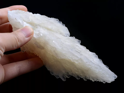 284g Natural Complete “Angel Wings” White Calcite Mineral Specimen/China