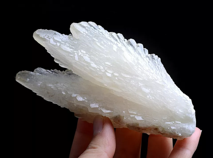 253g Natural Complete “Angel Wings” White Calcite Mineral Specimen/ China