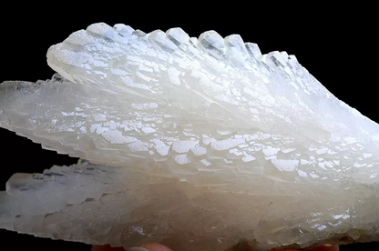 253g Natural Complete “Angel Wings” White Calcite Mineral Specimen/ China