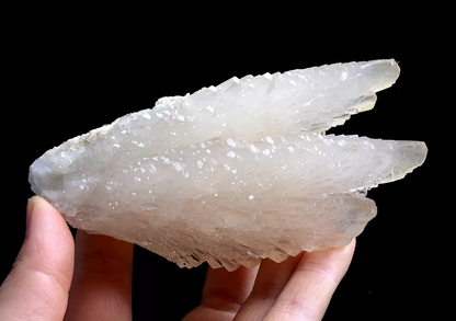 253g Natural Complete “Angel Wings” White Calcite Mineral Specimen/ China