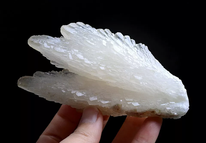 253g Natural Complete “Angel Wings” White Calcite Mineral Specimen/ China